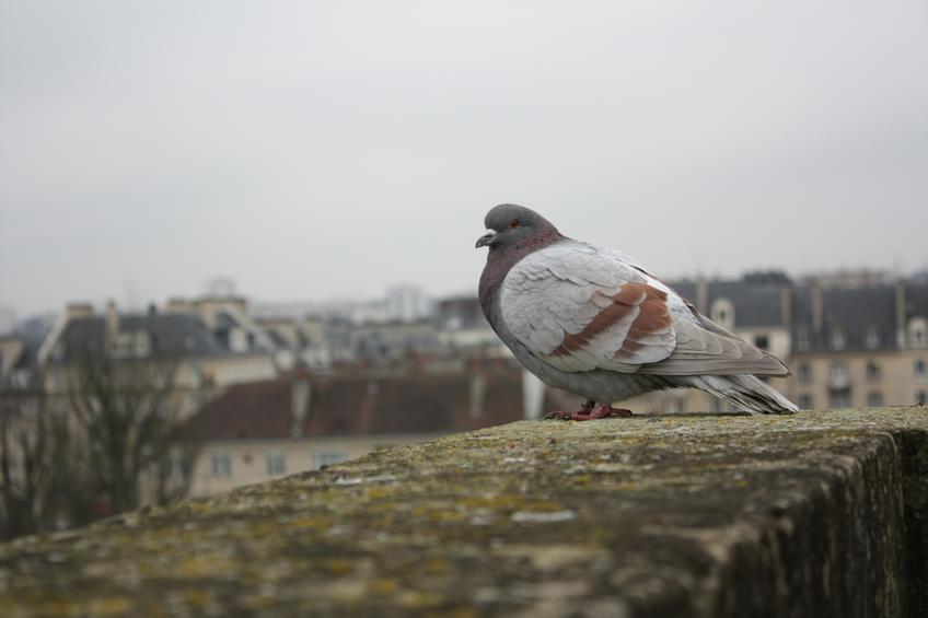 Pigeon — Photo 72 — Project 365